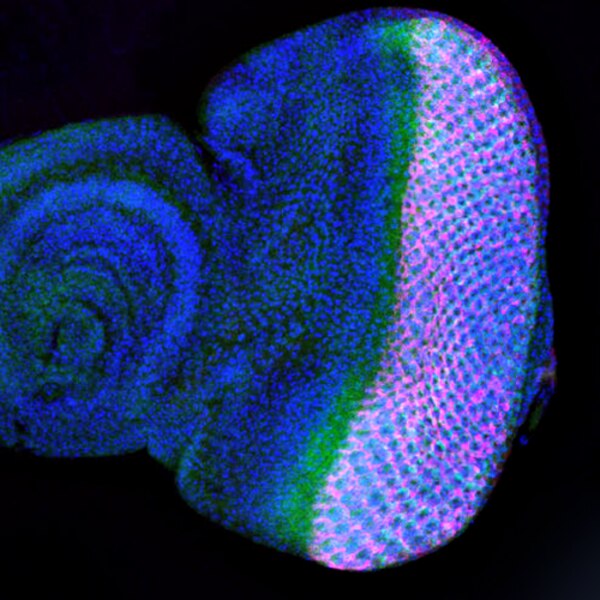 Confocal microscope image of a Drosophila third-instar eye imaginal disc labeled with DSHB antibody 5A6 (magenta). PMID: 36601903, Fig. 2B.